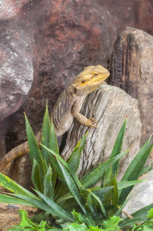 Chameleon camouflage color yellow on a wooden stand.の写真素材