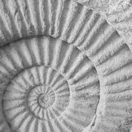 Fossil stone curled large white patterned stronger.
