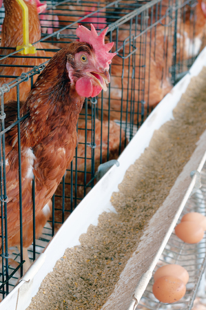 Brown chicken eating in farm.の写真素材