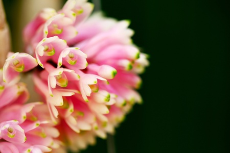 The Royal Flora in Thailandの写真素材