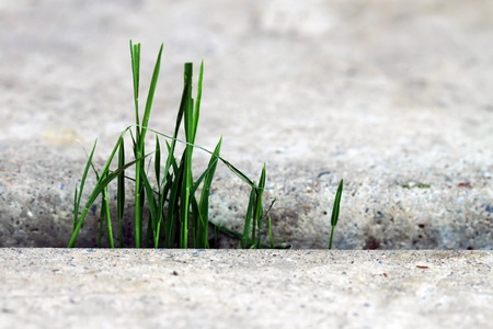 Seedlingの写真素材