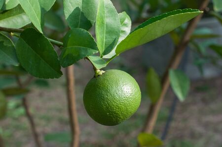 natural green lime tree in gardenの写真素材