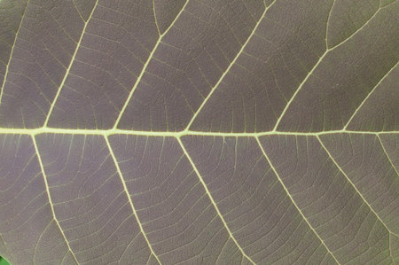 close up texture of vein green leave background