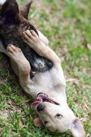 Thai puppy native stray dog have fun with her mom in park