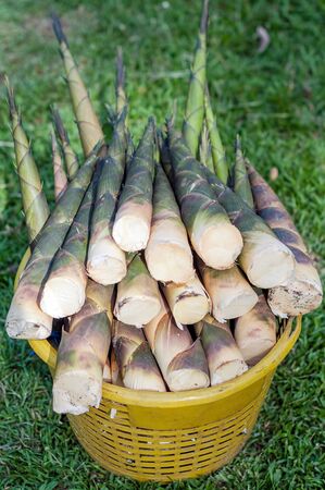 pile of fresh bamboo shoots or bamboo sprouts on orange basket with green blur backgroundの写真素材