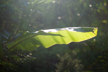 tropical banana leaf with blur natural background