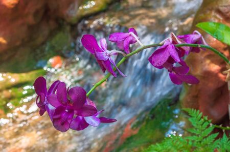 Beautiful purple orchid (phalaenopsis) on natural waterfall backgroundの写真素材