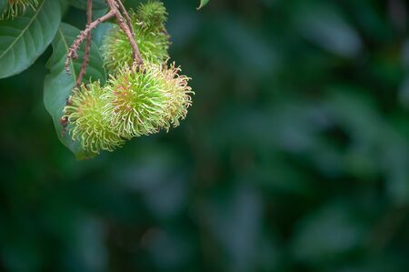 Close up of rambutans hanging from it branch with blur green backgroundの写真素材