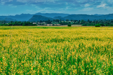 Field of Sunn hemp, Indian hemp or Crotalaria juncea. Planted for soil improvement.