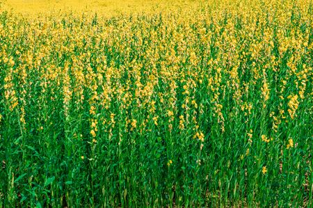 Field of Sunn hemp, Indian hemp or Crotalaria juncea. Planted for soil improvement.の写真素材