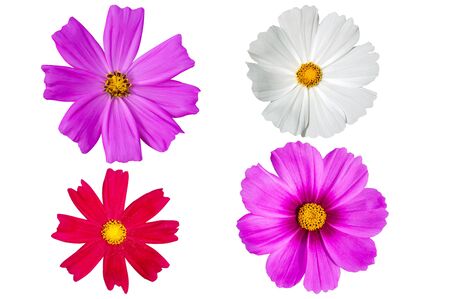 Colorful cosmos flowers set isolated on white backgroundの写真素材