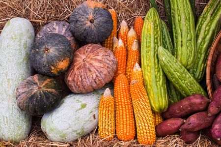 group of vegetables and fruits from organic farm, corn cob, pumpkin, winter melon, sweet potato and bitter gourd.の写真素材
