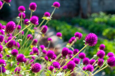 Globe amaranth or Gomphrena globosa in gardenの写真素材