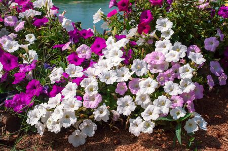 Beautiful natural white and purple morning glory flowers (Ipomoea purpurea) in gardenの写真素材