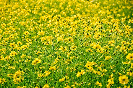 Yellow cosmos flowers blooming in the garden; selective focus.