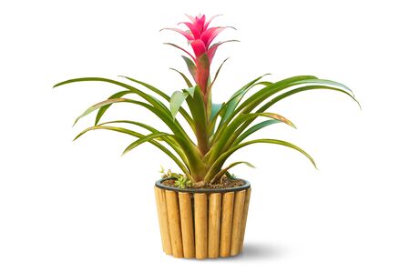 Beautiful Red Bromeliad in bamboo pot isolated on white background, clipping path included.の写真素材