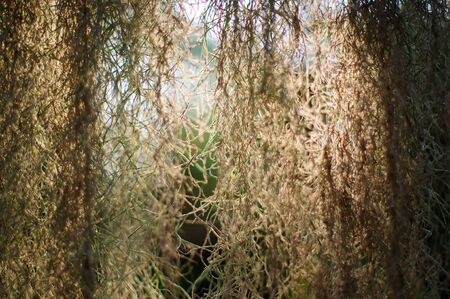 Abstract spring nature background. Tillandsia usneevidnaya, or Spanish moss, or Louisiana moss, or Spanish beard-a plant of the Bromeliad family. An aerophytic plant and rootless.の写真素材