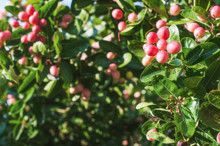 Cluster of bengal currants or Christ's Thorn or Carandas, Karanda plum, sweet and sour tropical fruit on tree. Bengal Currant is the red fruit of Thailand. Herb fruit and high vitamin.の写真素材
