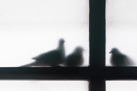Silhouette of three doves taking shelter outside a glass window, shadow of birds sitting on...