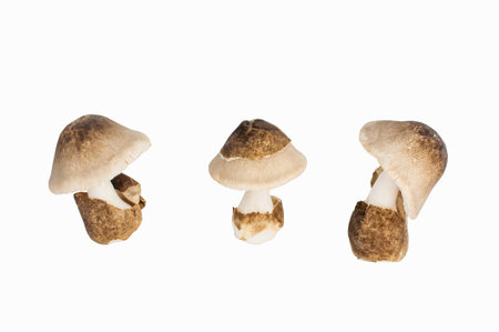 Volvariella volvacea, Straw Mushroom on white background
