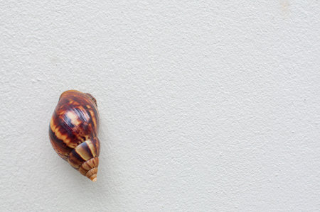 Snail, Land snail, Garden snail, Terrestrial pulmonate gastropod molluscs climb up on white gray...