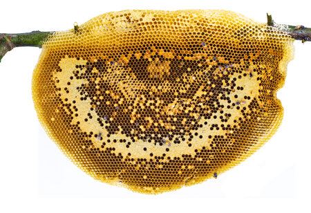 Honey beehive closeup on tree branch with bees climbing on it nest isolated on white background,...