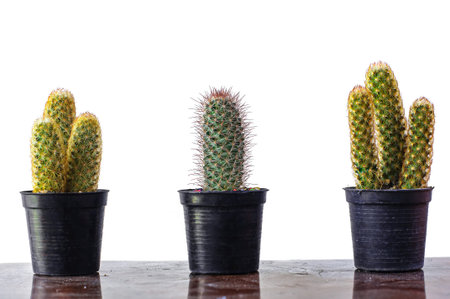 Cape of Good Hope, Dracaena Plant (Dracaena fragrans), Tropical Dracaena plant isolated on the white background, clipping path included.の写真素材