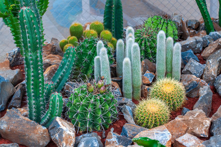 Cactus garden growing on rocks stone as an ornamental plant, selective focus.の写真素材