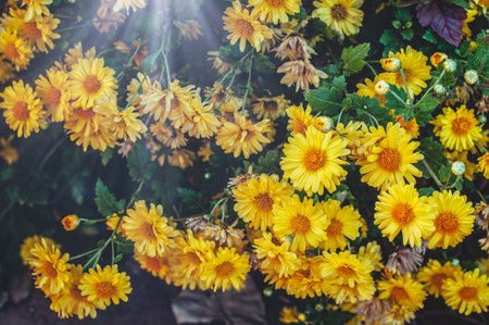 Marguerite daisy: a species of dill daisy, also known as Paris daisy, Federation daisy, white marguerite, Paris marguerite, it's botanical name is Argyranthemum frutescens.の写真素材