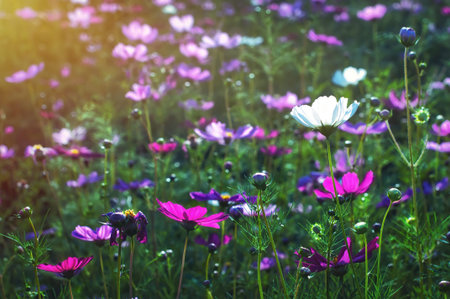 Fresh bright cosmos flowers in the field, close up cosmos garden with sunlight in the morning