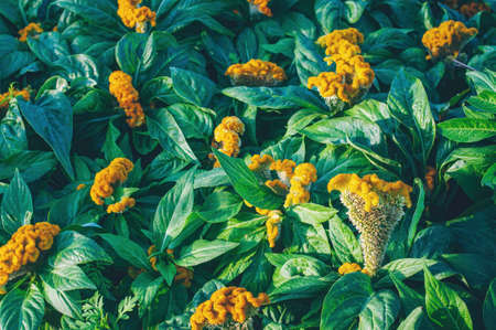 Cockscomb flower (Celosia argentea) in the gardenの写真素材