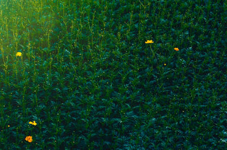 Cosmos flower field and dark green meadow plant texture for background with warming sunshineの写真素材