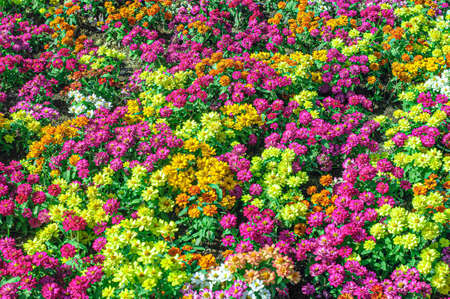 Natural beauty and colorful pink and yellow chrysanthemums (mums) flower in the gardenの写真素材