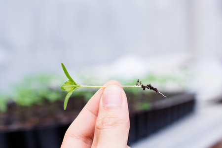 Hands holding green sprout.の写真素材