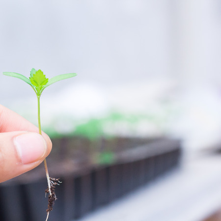 Hands holding green sprout.の写真素材