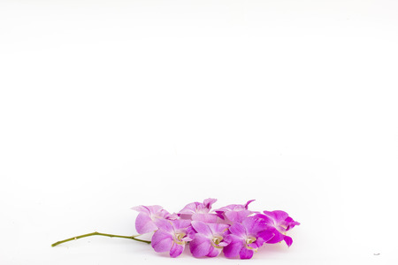 Orchid on white background.の写真素材