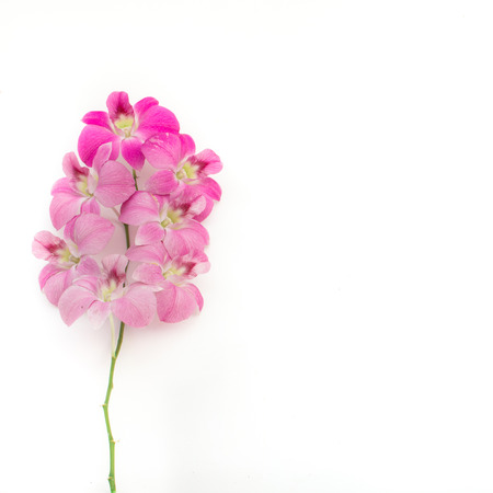 Orchid on white background.の写真素材