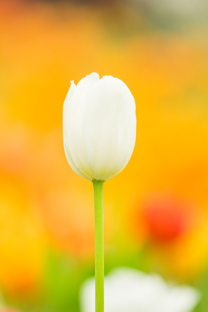 spring Flowers bunch. Beautiful white tulips bouquet.の写真素材