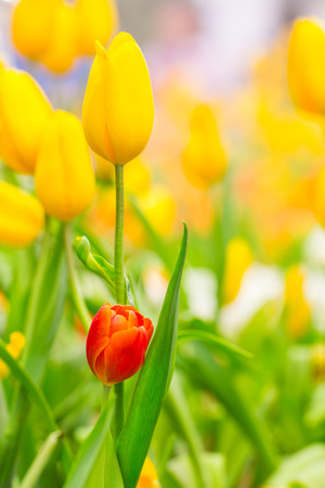 Spring Flowers bunch. Beautiful yellow tulips bouquet.の写真素材
