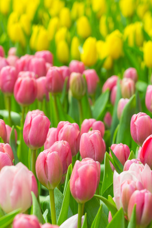 spring Flowers bunch. Beautiful pink tulips bouquet.の写真素材