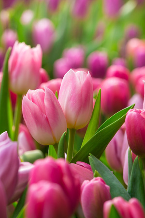 Tulip. Beautiful bouquet of tulips. colorful tulips. tulips in spring,colourful tulipの写真素材