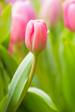 Tulip. Beautiful bouquet of tulips. colorful tulips. tulips in spring,colourful tulipの写真素材