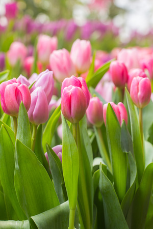 Tulip. Beautiful bouquet of tulips. colorful tulips. tulips in spring,colourful tulipの写真素材