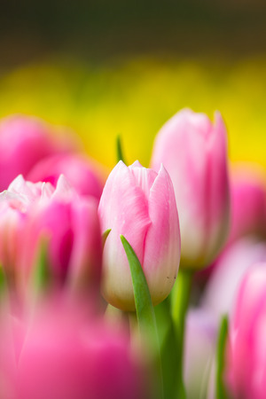spring Flowers bunch. Beautiful pink tulips bouquet.の写真素材