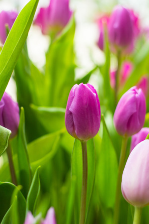 spring Flowers bunch. Beautiful purple tulips bouquet.の写真素材