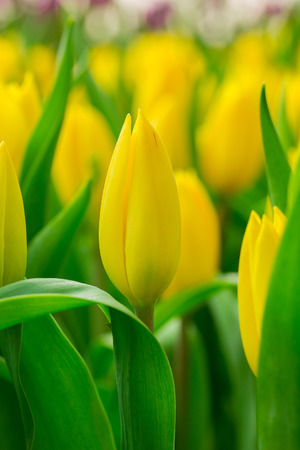 Spring Flowers bunch. Beautiful yellow tulips bouquet.の写真素材