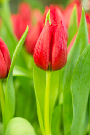 red tulip flowers on the garden, outdoor parkの写真素材