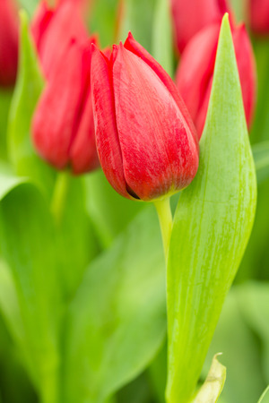 red tulip flowers on the garden, outdoor parkの写真素材