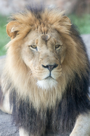 A closeup photo of a lion with a large mane.の写真素材