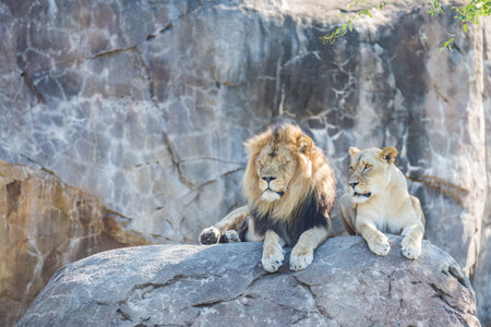 Male and female lion sitting on a rock.の写真素材